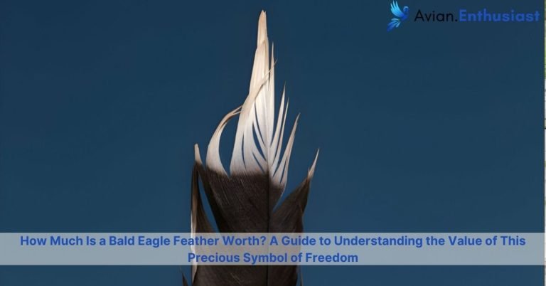 How Much Is a Bald Eagle Feather Worth