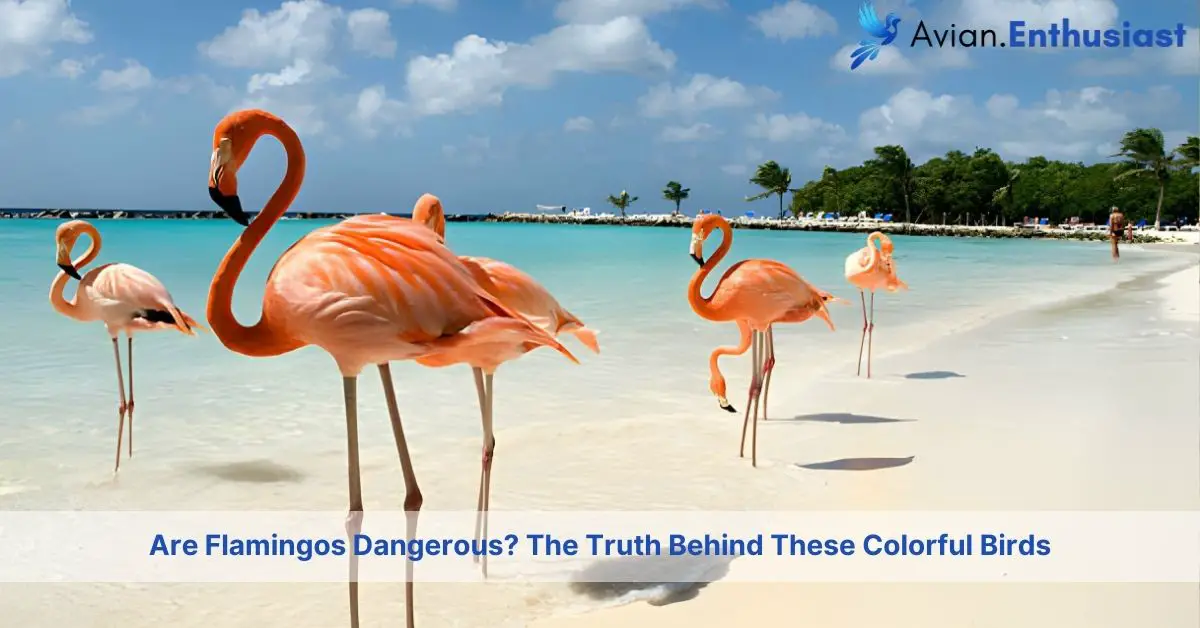 are flamingos dangerous