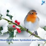 biblical meaning of robin with symbolism and totem