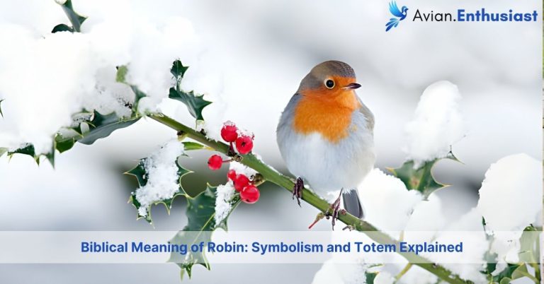 biblical meaning of robin with symbolism and totem