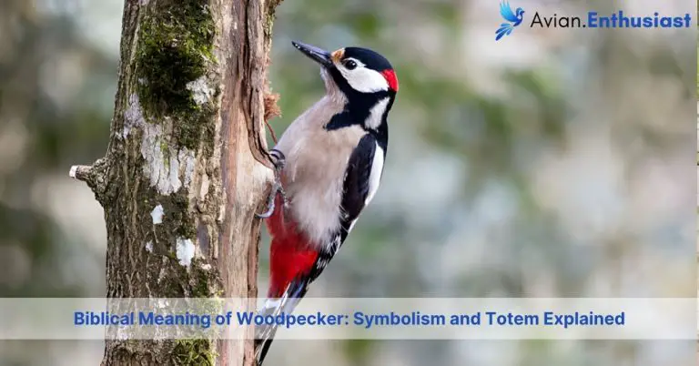 biblical meaning of woodpecker with symbolism and totem