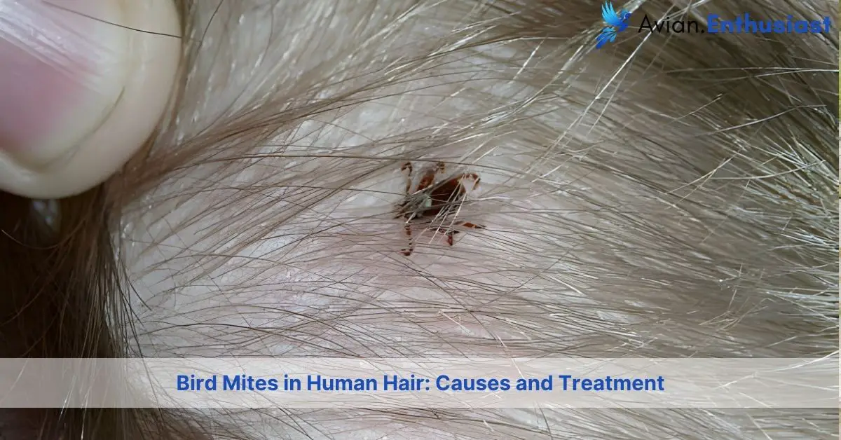 Unmasking Bird Mites: Spotting, Treating, and Preventing Infestations ...