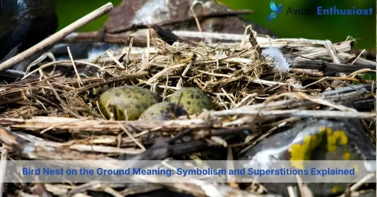 bird nest on the ground meaning