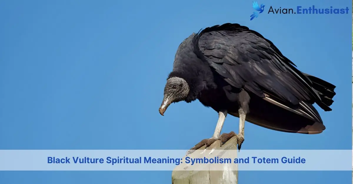 black vulture spiritual meaning symbolism and totem