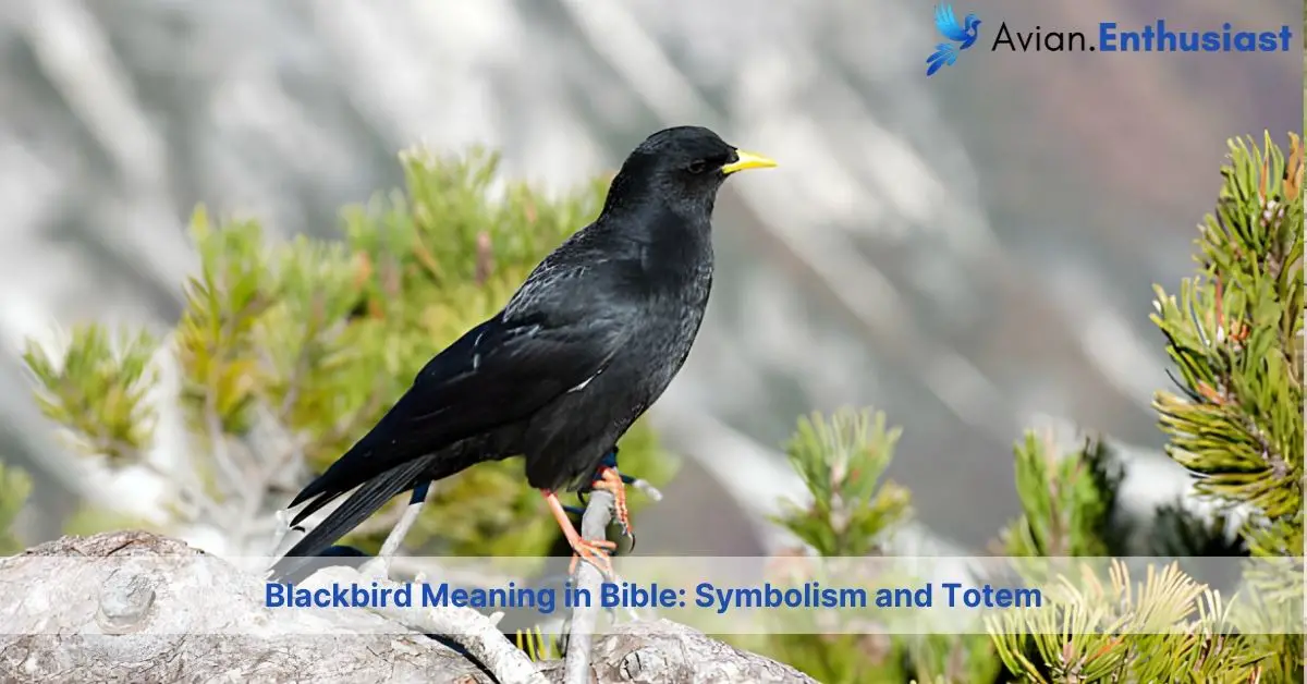 blackbird meaning bible with symbolism and totem