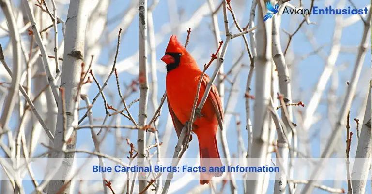 blue cardinal birds