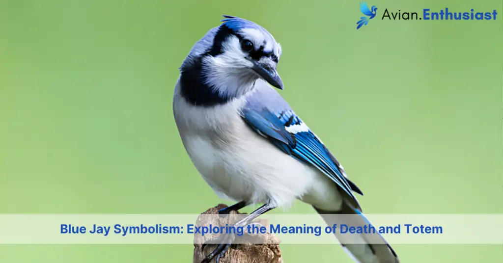 Unveiling The Deep Meanings: Blue Jay Symbolism, Totem, And Death ...