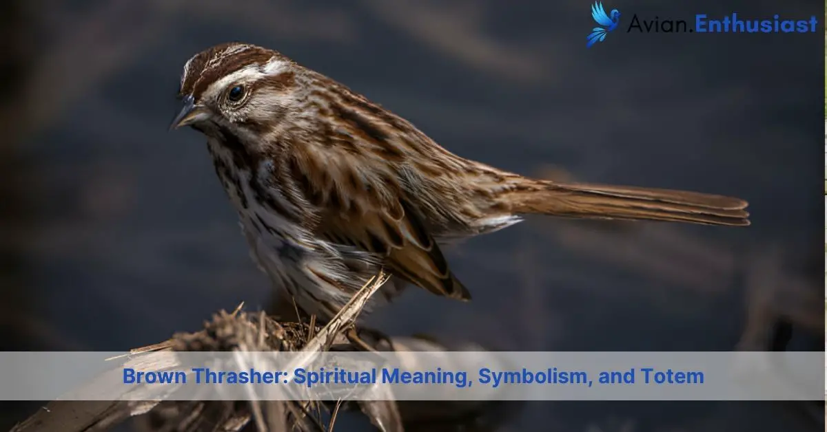 brown thrasher spiritual meaning symbolism and totem