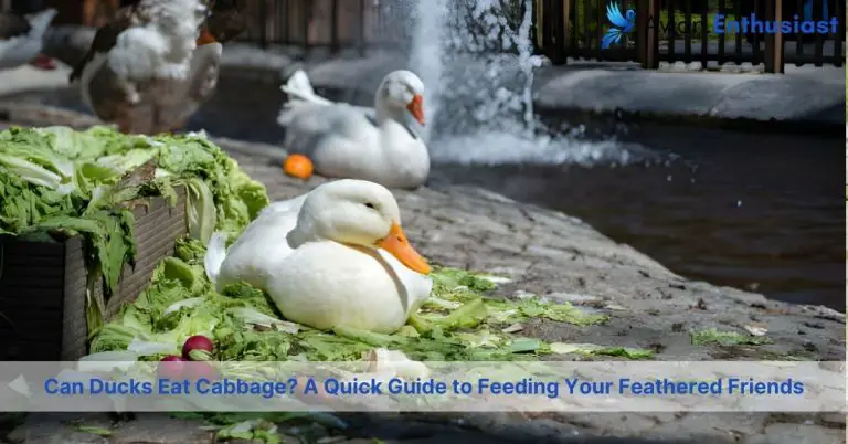 can ducks eat cabbage