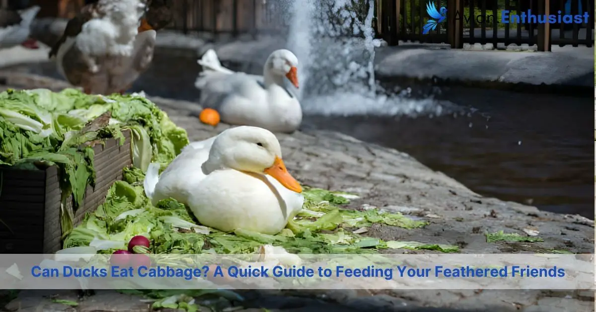 Can Ducks Eat Cabbage? Tips for a Balanced Duck Diet with Veggies