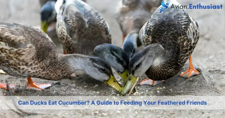 can ducks eat cucumber