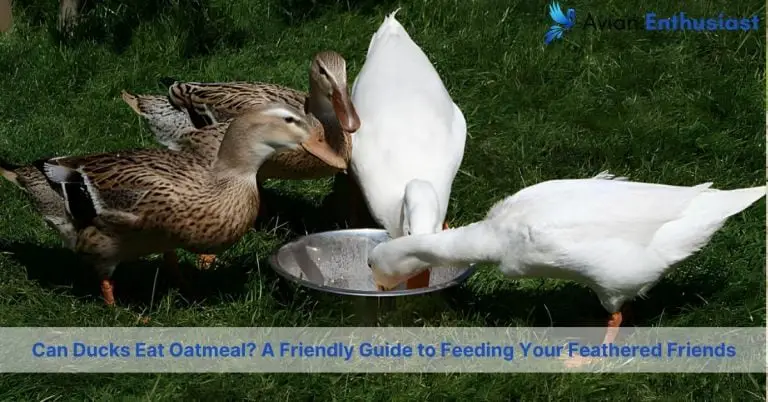 can ducks eat oatmeal