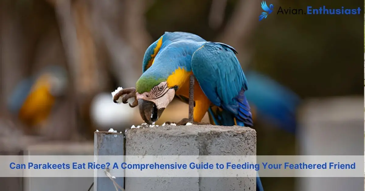 Can Parakeets Eat Rice? A Comprehensive Guide to Feeding Your Feathered