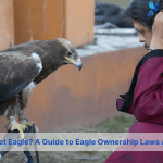 can you have a pet eagle