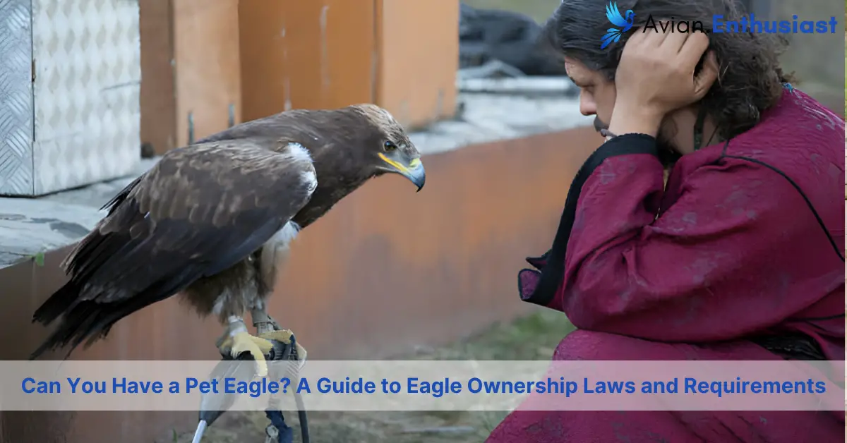 can you have a pet eagle