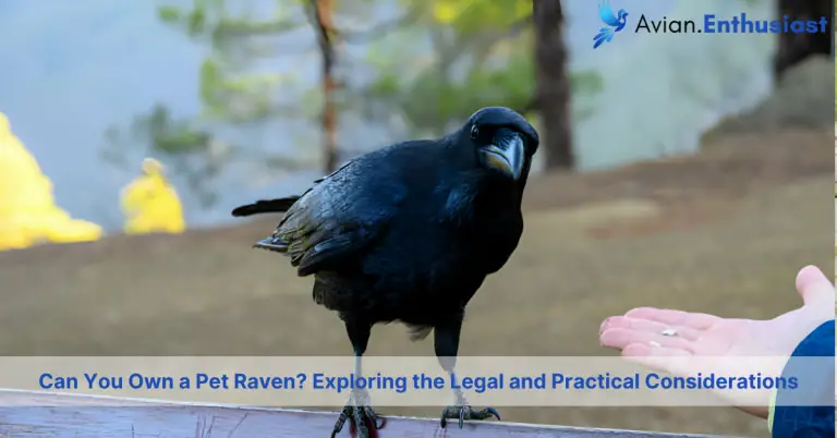 can you own a pet raven