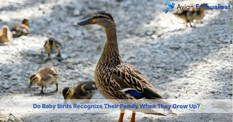 do baby birds recognize their family when they grow up