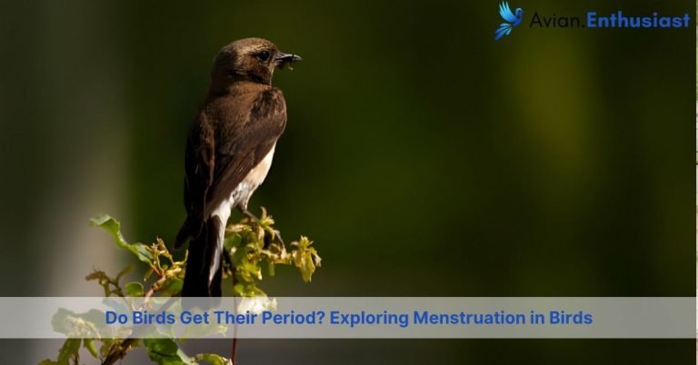 do birds get their period