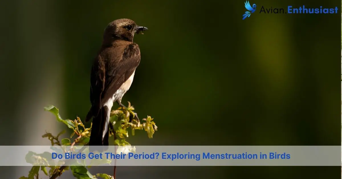 do birds get their period