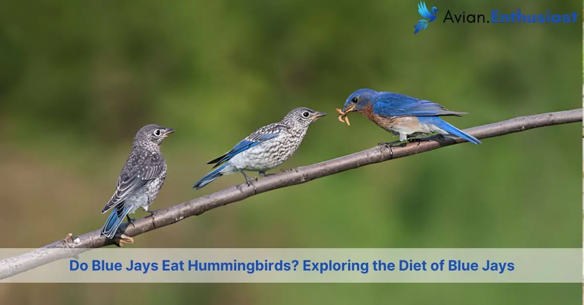 do blue jays eat hummingbirds