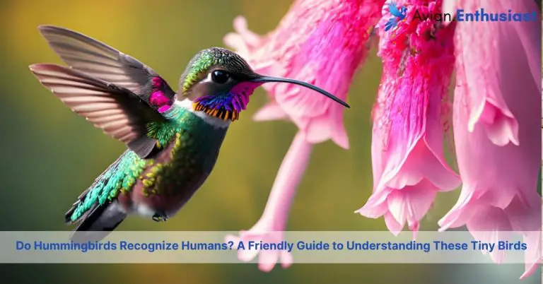 do hummingbirds recognize humans