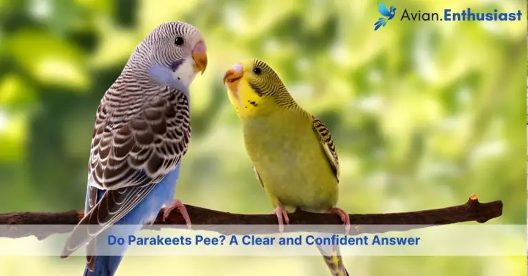 do parakeets pee