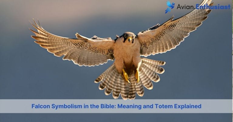 falcon symbolism in the bible with meaning and totem