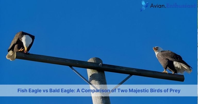 fish eagle vs bald eagle