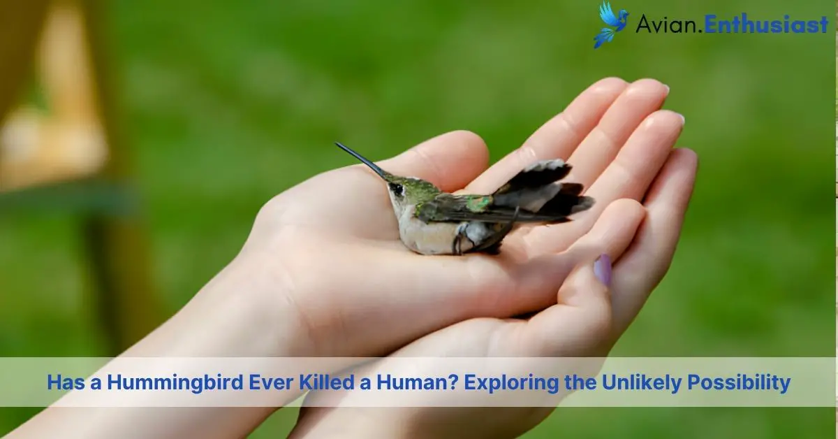 has a hummingbird ever killed a human