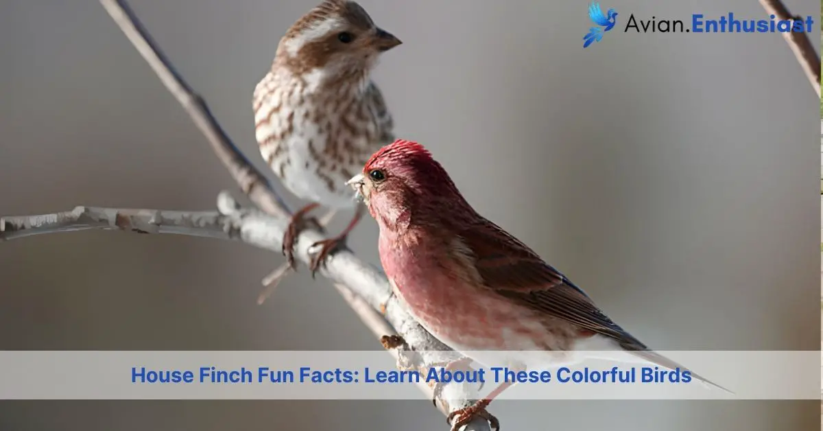 house finch fun facts