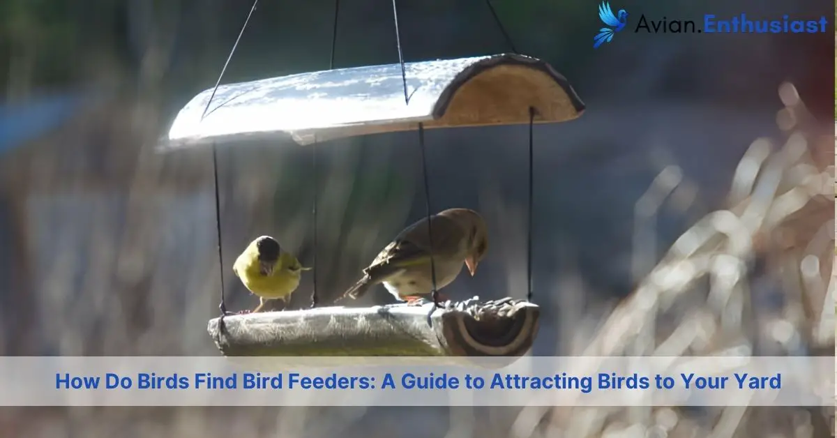 how do birds find bird feeders