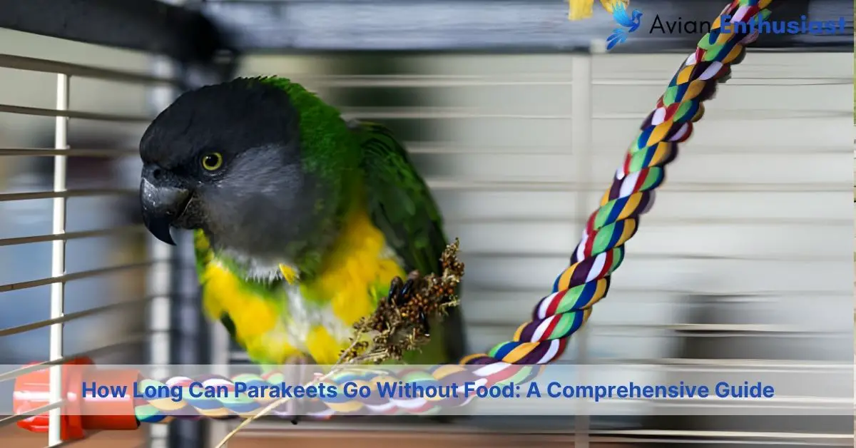 how long can parakeets go without food