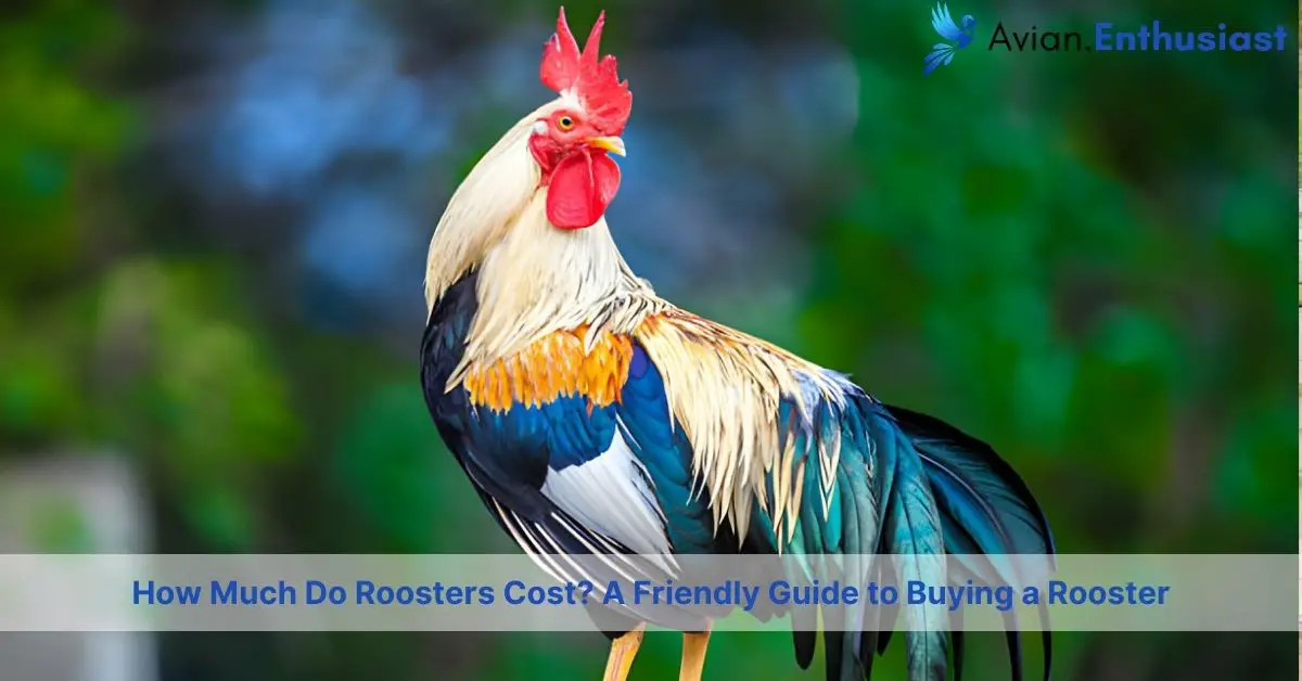 how much do roosters cost