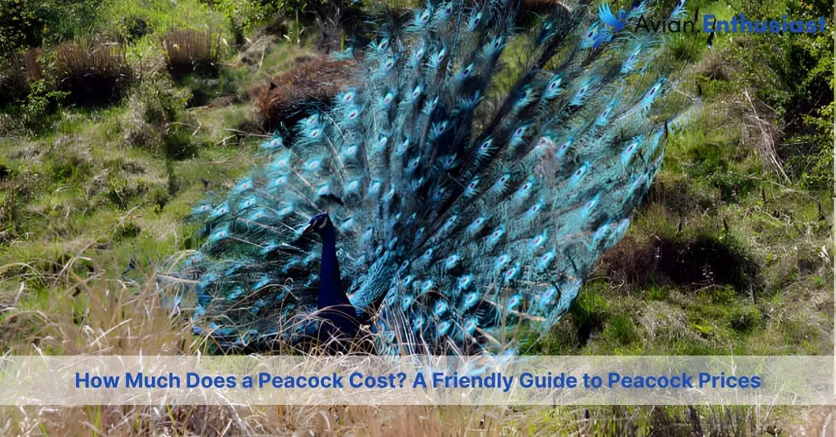 how much does a peacock cost