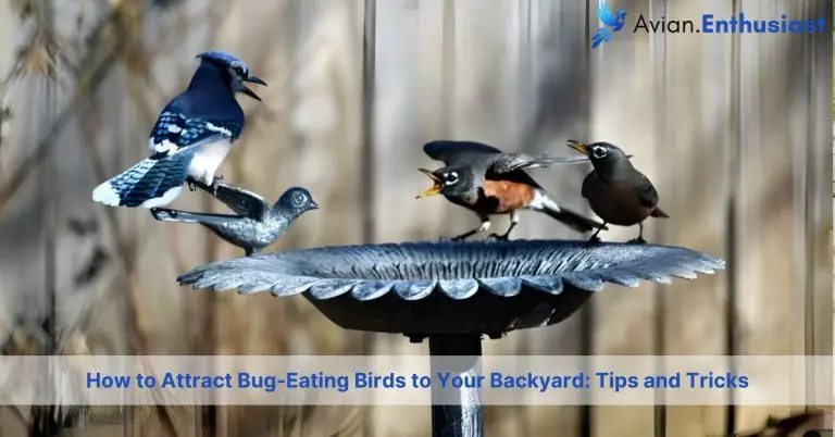 how to attract bug eating birds to your backyard