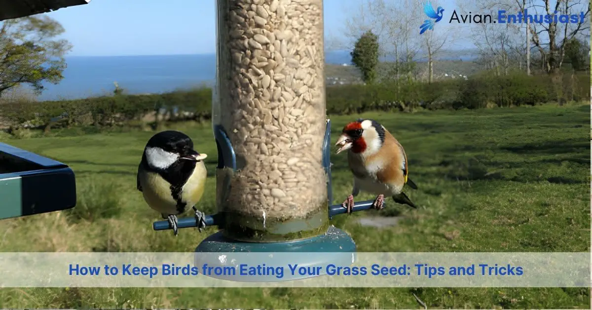 how to keep birds from eating your grass seed