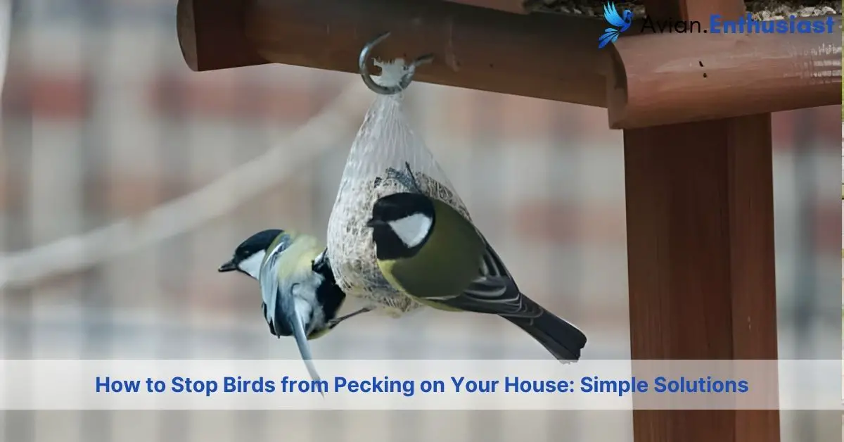 how to stop birds from pecking on your house