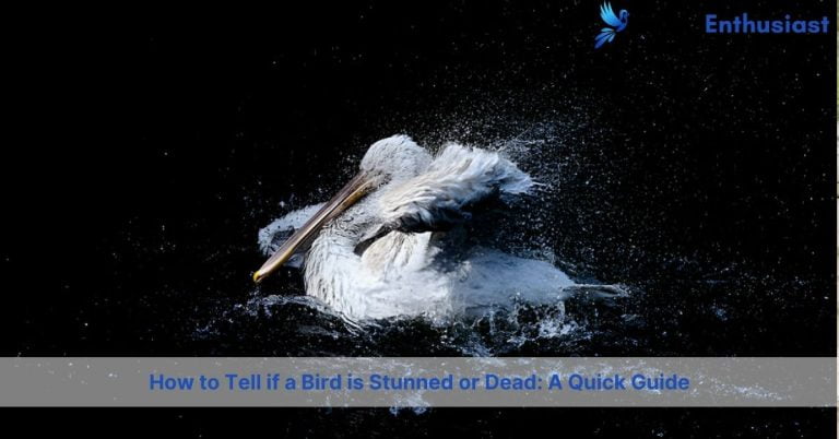 how to tell if a bird is stunned or dead