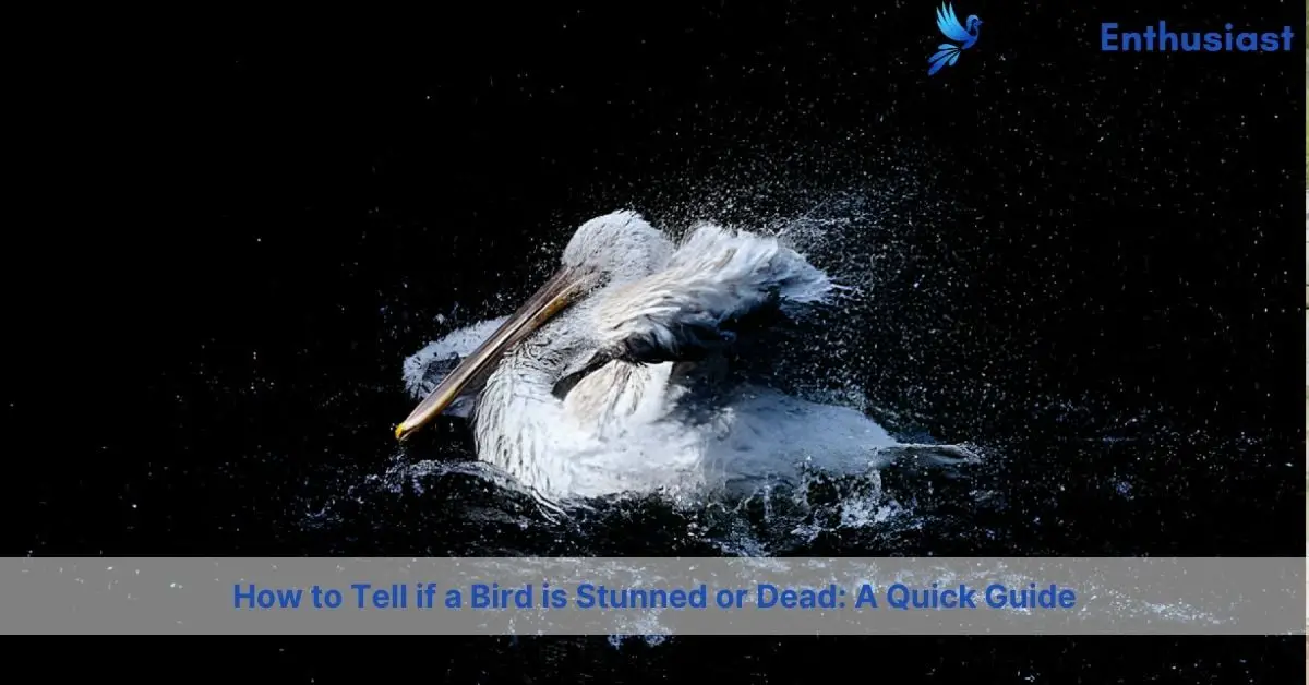 how to tell if a bird is stunned or dead