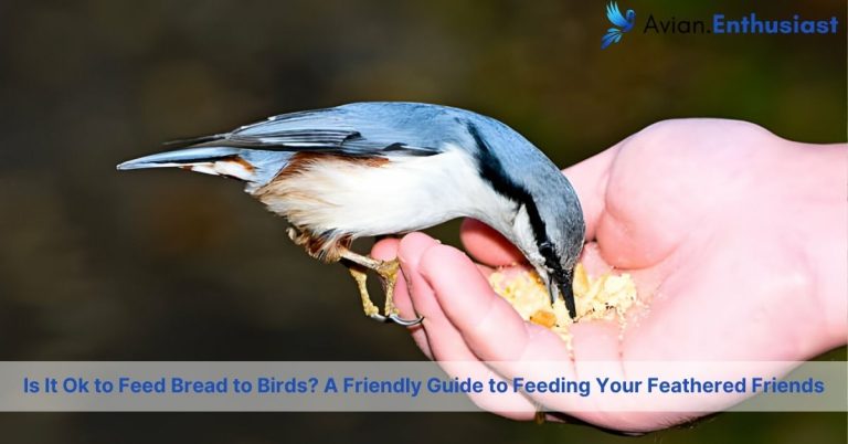 is it ok to feed bread to birds