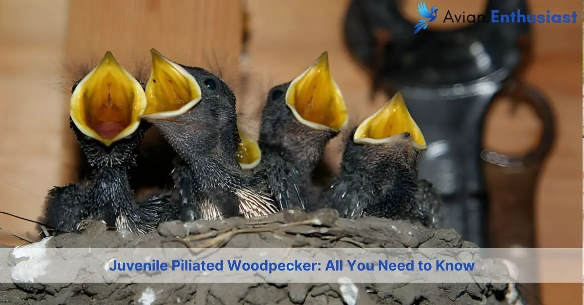 juvenile piliated woodpecker