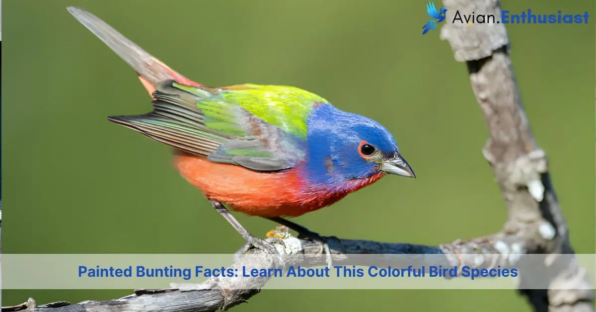 painted bunting facts