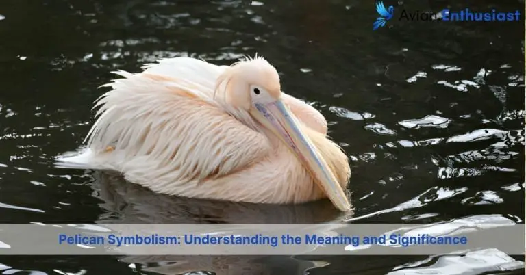 pelican symbolism