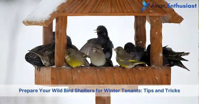 prepare your wild bird shelters for winter tenants