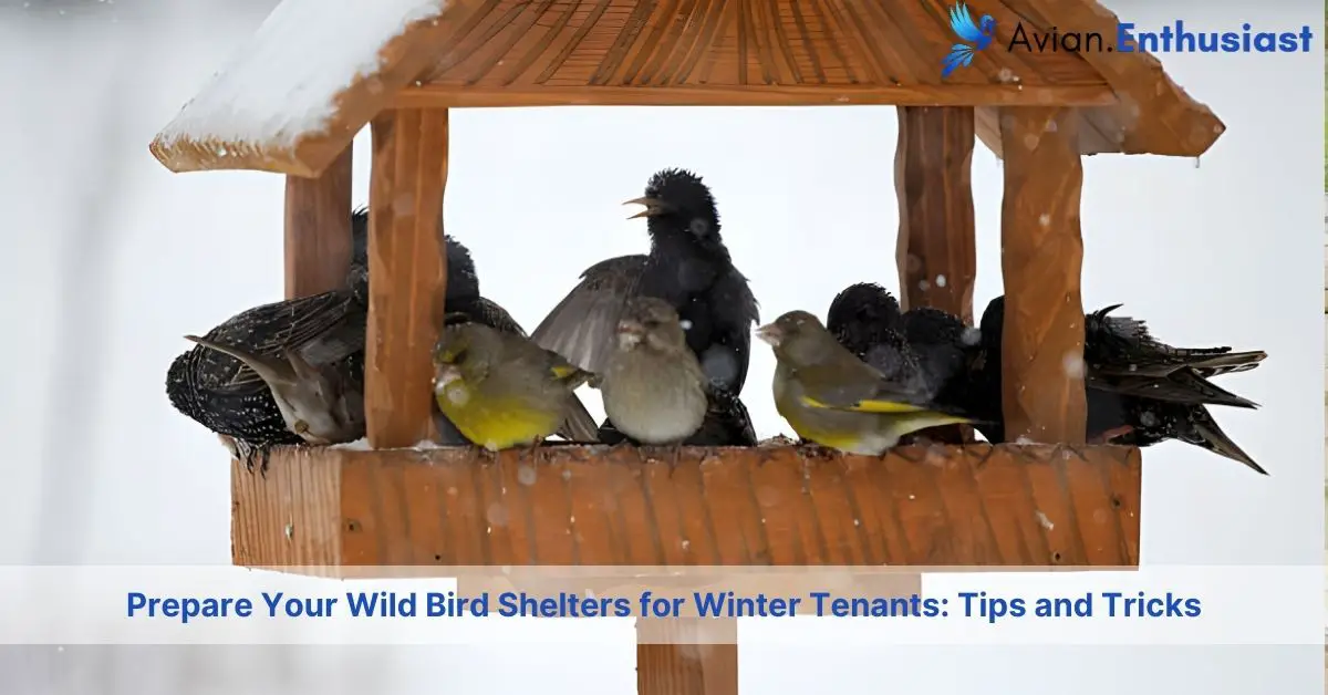 prepare your wild bird shelters for winter tenants