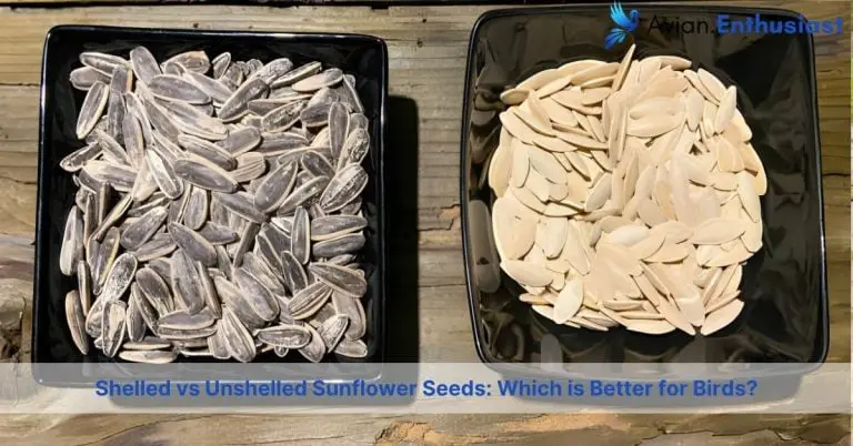 shelled vs unshelled sunflower seeds for birds