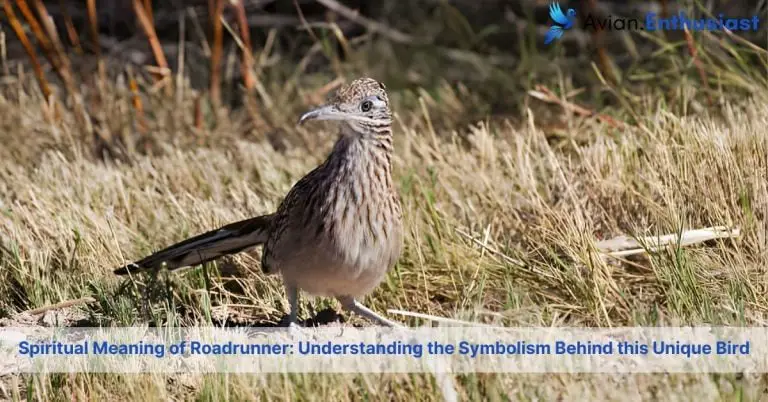 spiritual meaning of roadrunner