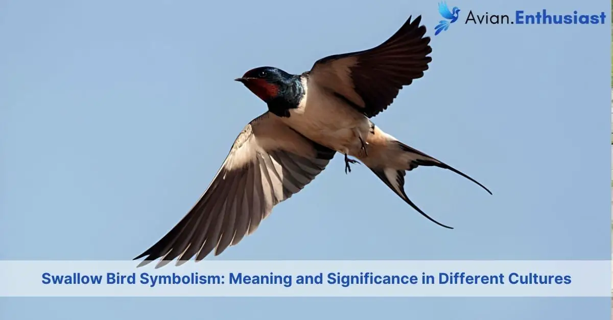 swallow bird symbolism