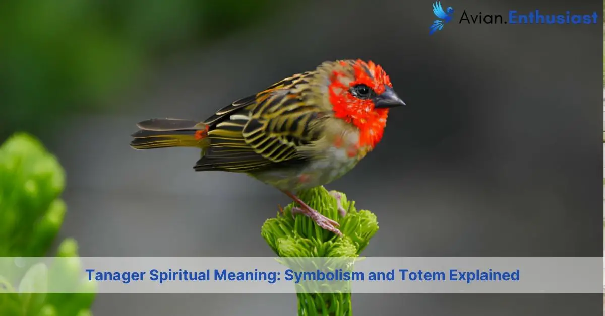 tanager spiritual meaning symbolism and totem