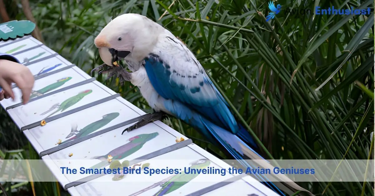 the smartest bird species unveiling the avian geniuses